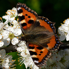 Aglais urticae