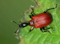 Attelabidae sp.