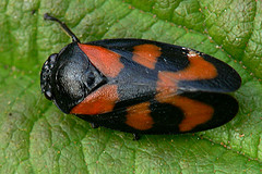 Cercopis vulnerata