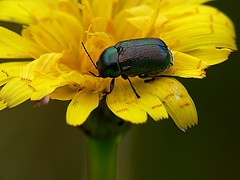 Cryptocephalus sp