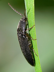 Elateridae sp.