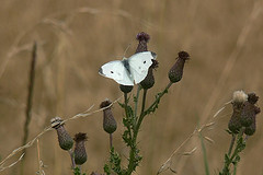 Large White