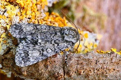 Knot Grass Moth