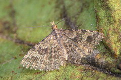 Twenty-plume moth