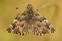 Carcharodus alcea