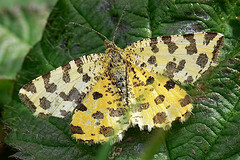 Speckled Yellow