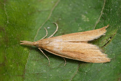 Schoenobius gigantella