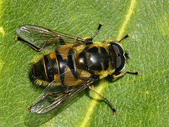 Myathropa florea