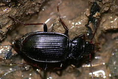 Nebria brevicollis
