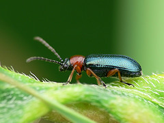 Oulema melanopus