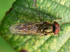 Platycheirus manicatus