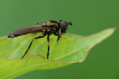 Platycheirus granditarsus
