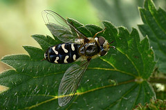 Scaeva pyrastri