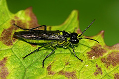 Tenthredo mesomelas
