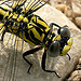 Large Pincertail (Blue-eyed Hooktail) Onychogomphus uncatus