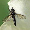 Bibio anigerus