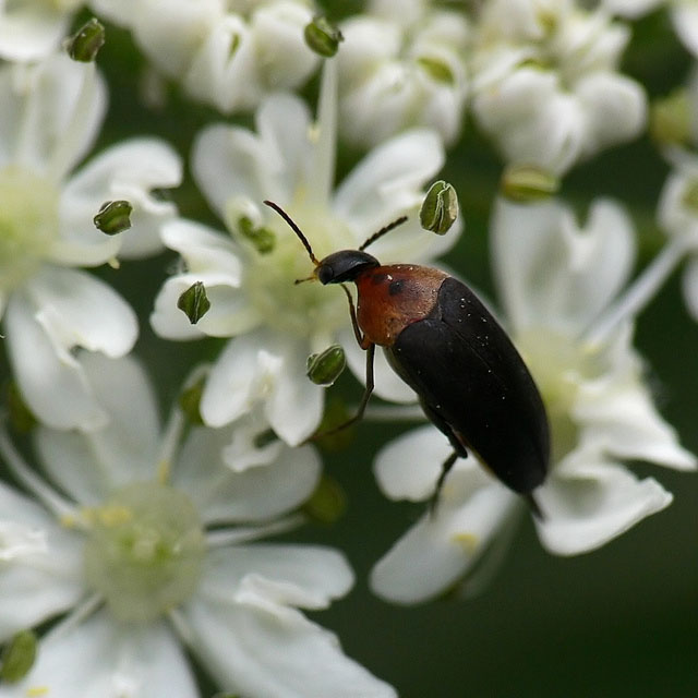Mordellochroa abdominalis