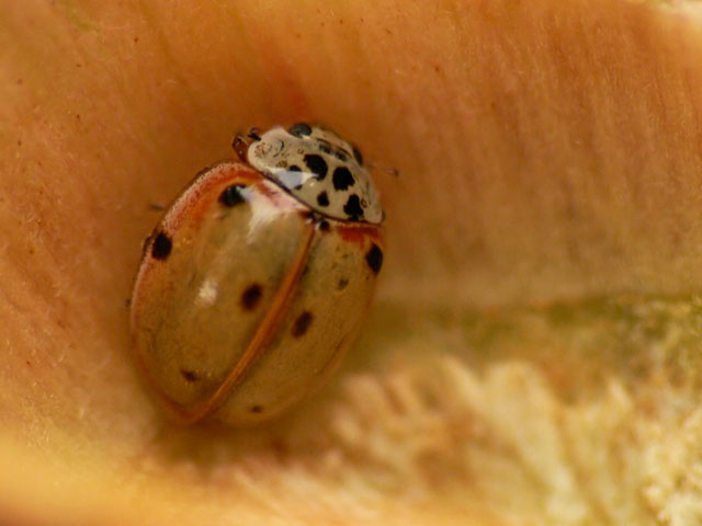 10 spot ladybird