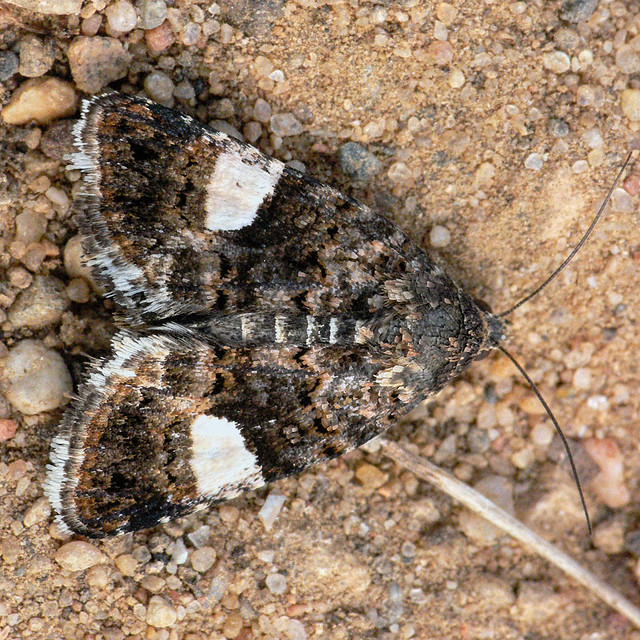 Four-spotted Moth