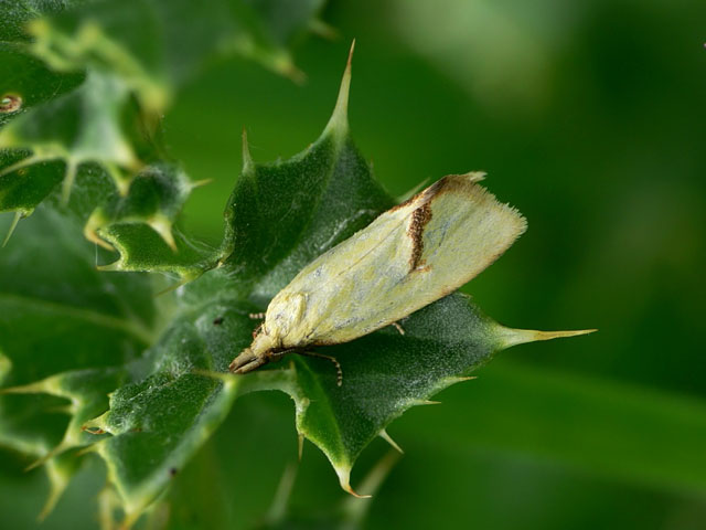 Common Yellow Conch Agapeta hamana Tortricidae tortix moth