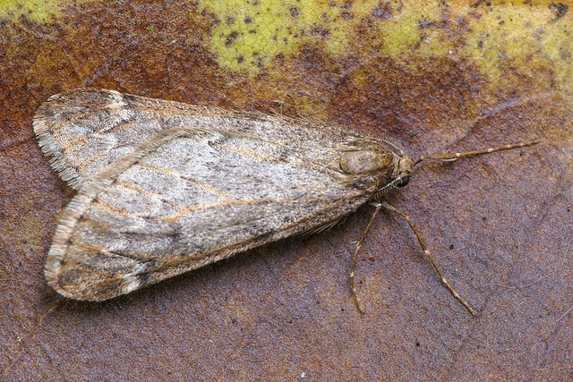 March Moth (Alsophila aescularia)