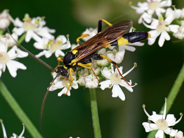 Amblyteles armatorius