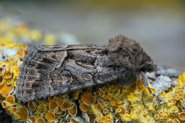 Copper Underwing moth