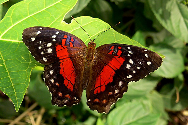 Anartia amathea Anartia amathea