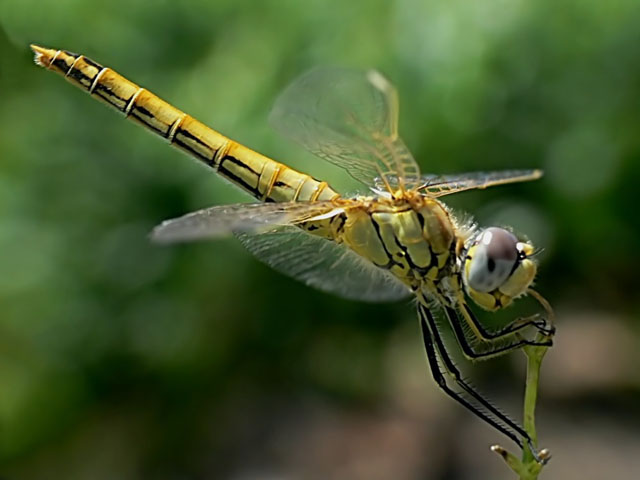 Sympetrum fonscolombii Female Red-veined Darter Sympetrum fonscolombii