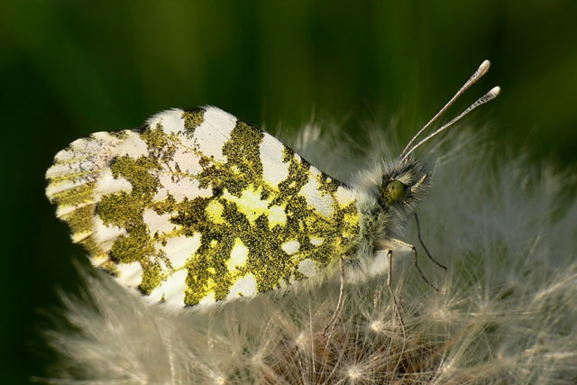 Anthocharis cardamines Orange Tip - Anthocharis cardamines