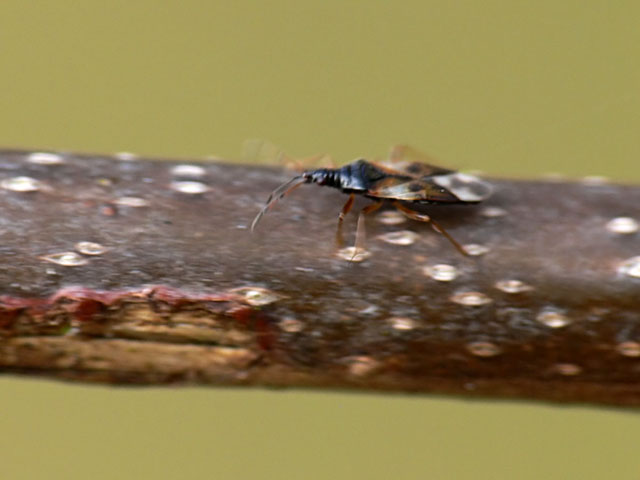 Anthocoris nemorum Anthocoris nemorum