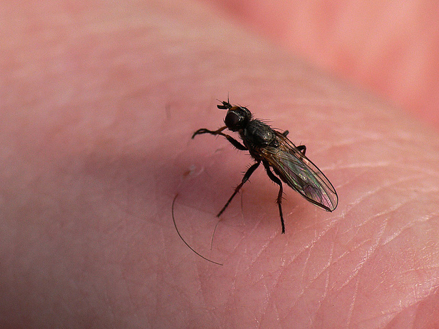 Anthomyiidae Anthomyiidae