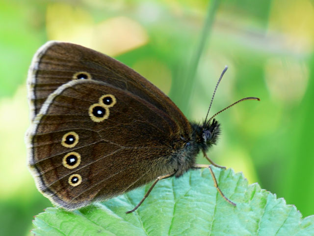 Ringlet - Aphantopus hyperantus