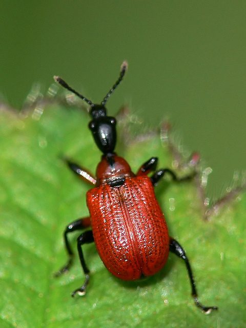 Hazel Leaf-roller Weevil - Apoderus coryli Hazel Leaf-roller Weevil - Apoderus coryli
