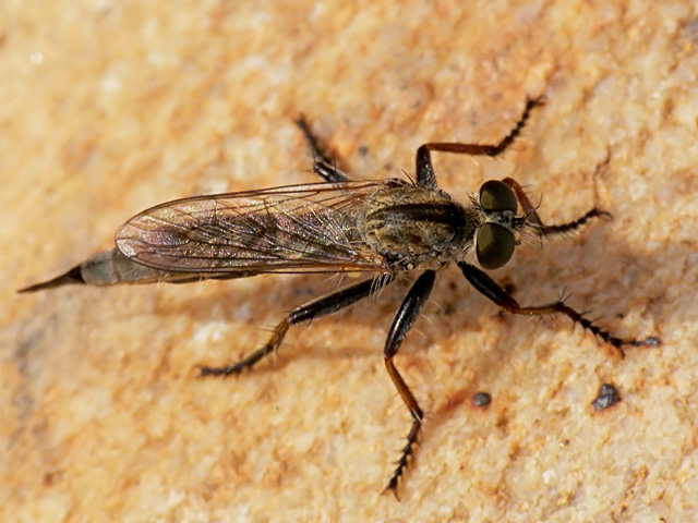 Asilidae sp. Robber Fly Asilidae sp