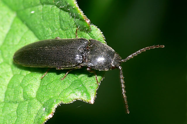 Click beetle - Elateridae sp