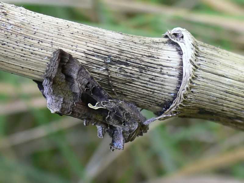 Silver Y - Autographa gamma