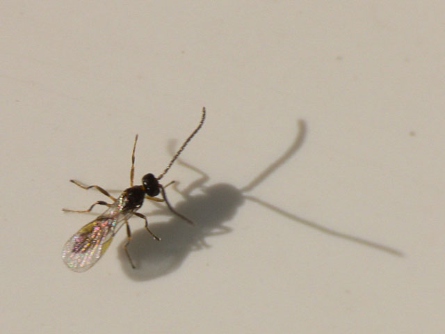 Braconidae sp. Braconidae wasp