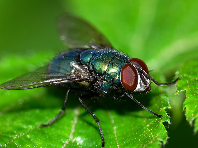 Lucilia caesar Greenbottle - Lucilia caesar