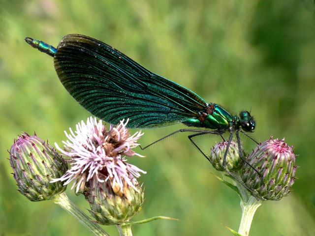 Beautiful Demoiselle