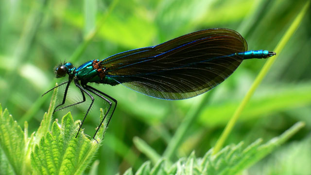 Calopteryx virgo Beautiful Demoiselle