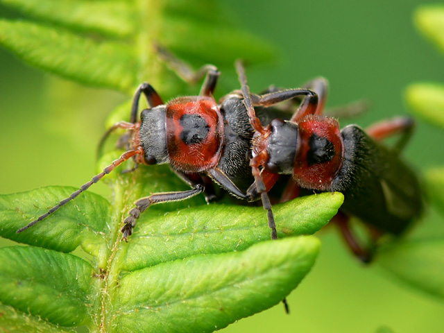 Cantharis rustica Cantharis rustica