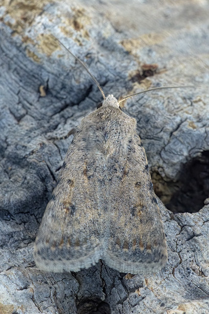 Noctuelle cubiculaire (Caradrina clavipalpis)