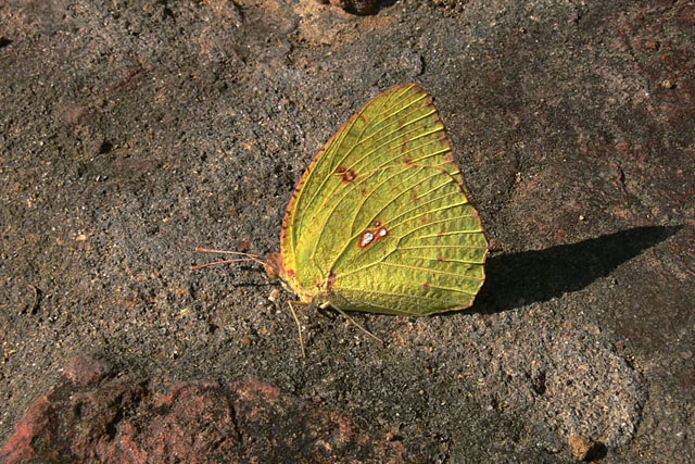 Catopsilia, emigrant, butterfly