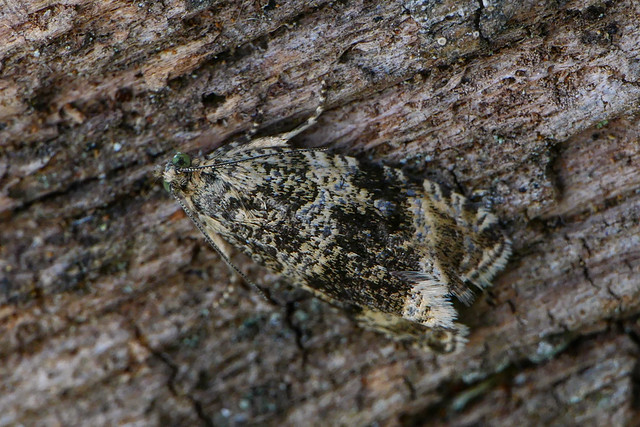 Common Marble (Celypha lacunana)