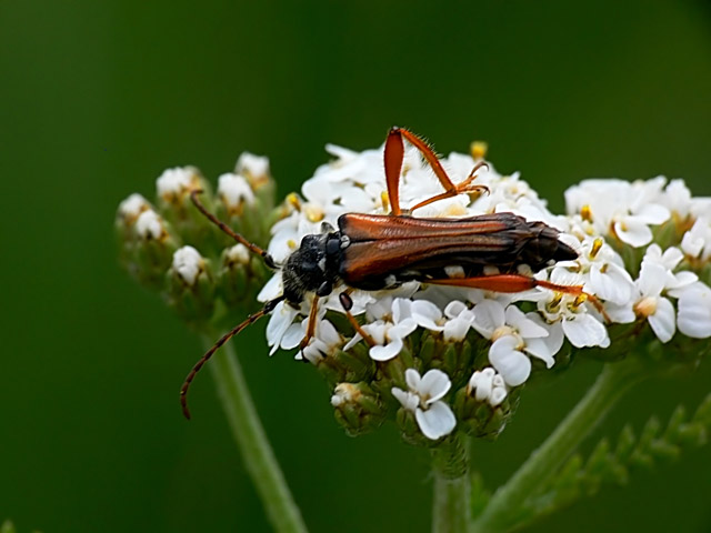 Stenopterus rufus Stenopterus rufus