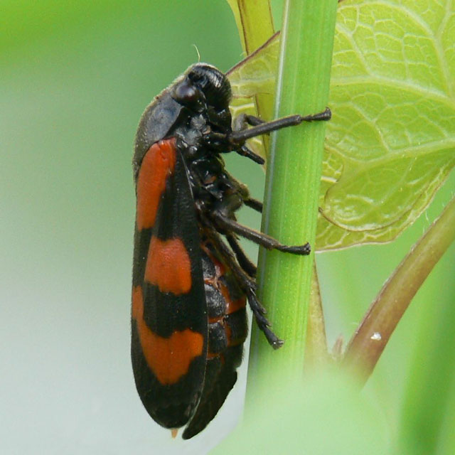 Cercopis vulnerata Red and Black Froghopper - cercopis vulnerata