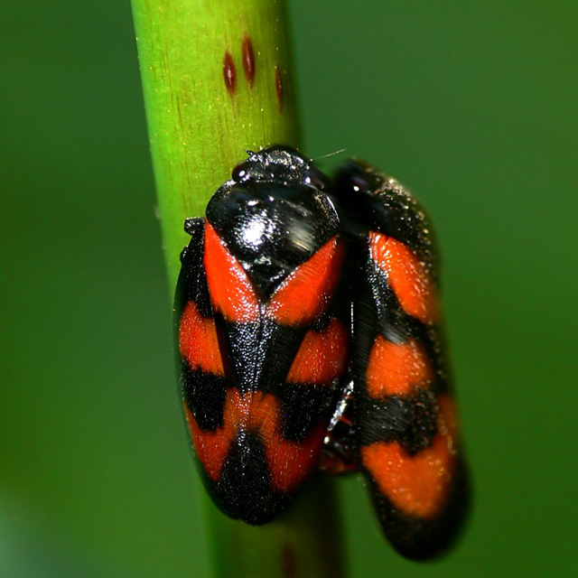 Cercopis vulnerata homoptera hemiptera