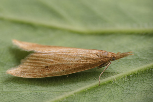 Reed Veneer moth