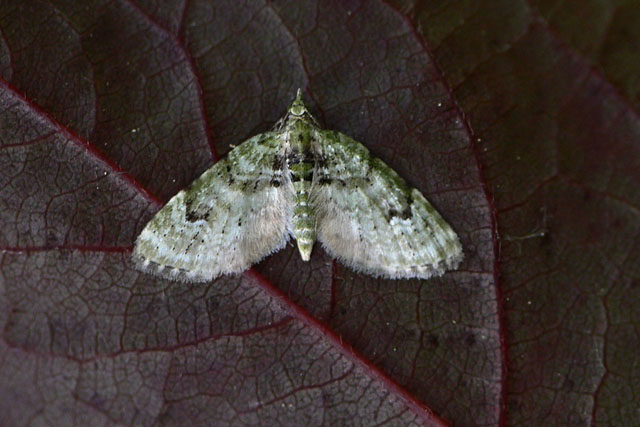 V-pug - Chloroclystis v-ata, Geometridae moth, lepidoptera
